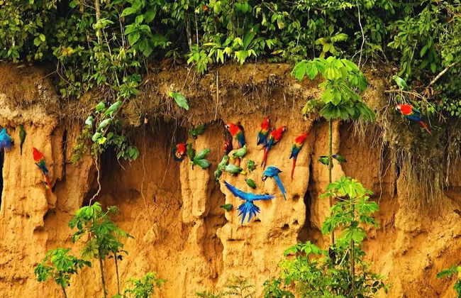 Tambopata Tour Package: 7 Days - Foto 1