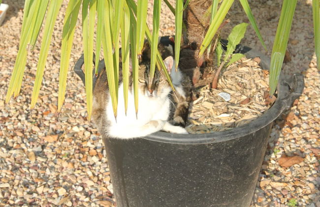 Sarl Logis du Grand Pin - Foto 79