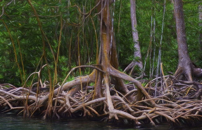 Senderismo y paseo en barco por el Parque Nacional Los Haitises - Foto 6