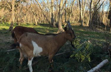 Gites de la Massane - Foto 13
