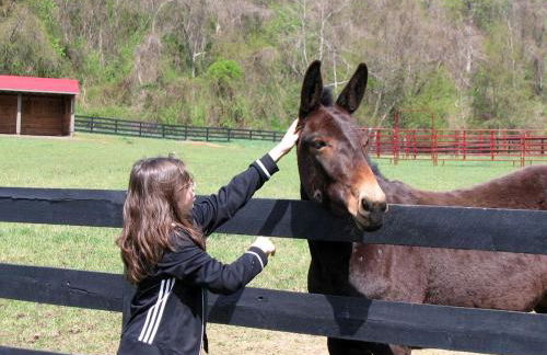 Lovely Barn Rental with Activities near Shenandoah National Park, Virginia - Foto 26