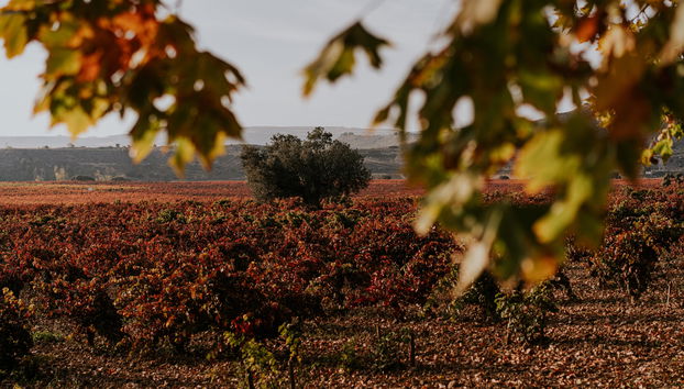 Contino Vineyards Winery (Alava) - Photo 4