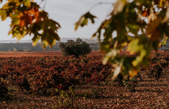 Contino Vineyards Winery (Alava) - Photo 4