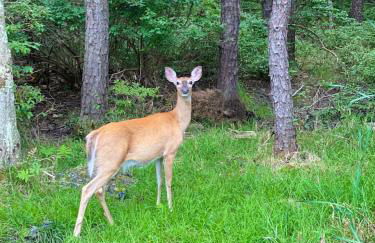 HotTub|Sauna|Theater|BBQ|Firepit|Game|Pool - Foto 15