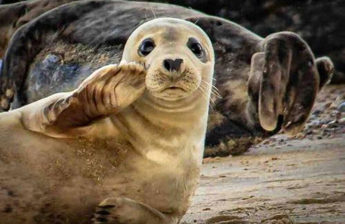 The Beach Hut - Foto 15