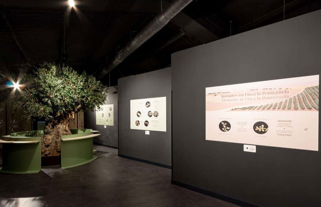 Visita a la finca La Pontezuela con cata de aceites - Foto 4