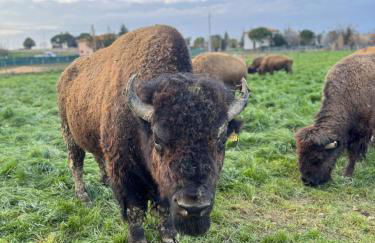 Terra dei Bisonti - Foto 28