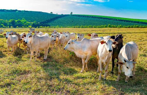 Hotel Fazenda Areia que Canta - Foto 44