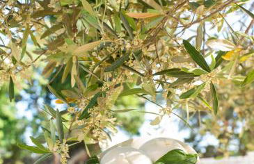 Villa Patrizia-Luxury Villa - Foto 25