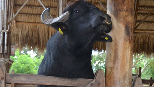 Panaca Park with Private Transportation - Foto 2