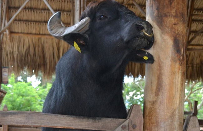 Panaca Park with Private Transportation - Foto 2