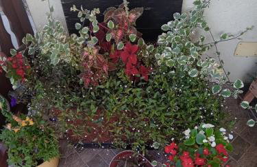 Apartman Bepo - Photo 8