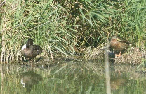 Op Lundingland - Photo 12