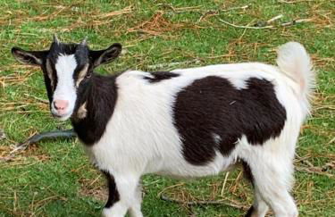 Kergarec gite H - Foto 8