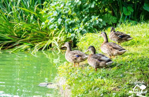 Haus am Dorfteich Fehmarn - Foto 56