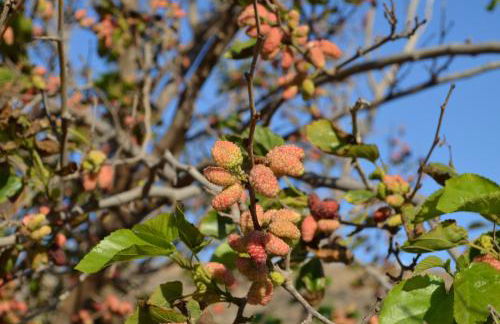White Lotus seaside apartment - Photo 37