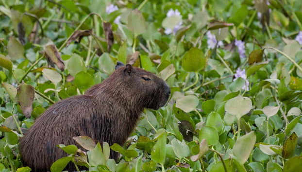 Potrete osservare la flora e la fauna della regione