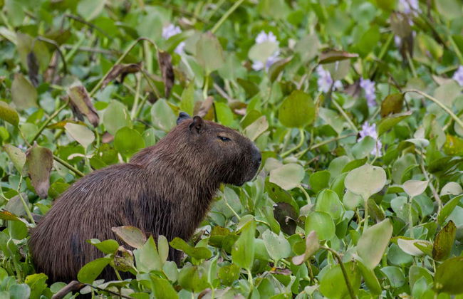 Excursión a la Reserva Ecológica de Tingana + Paseo en canoa - Foto 4