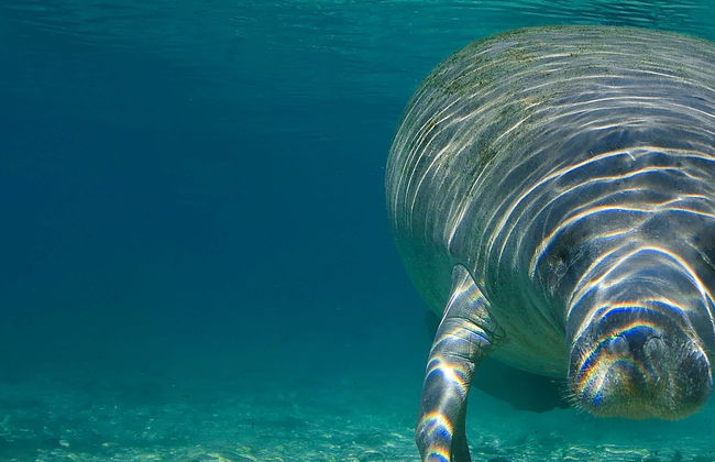 Swim with Manatees in Crystal River - Foto 1