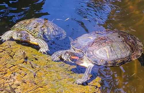 PonoMana Oasis's - Koi Cottage - Foto 59