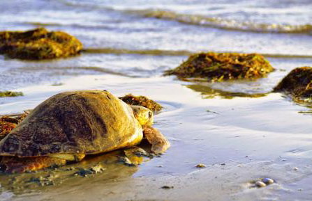 Koronisia Apartments - Foto 51