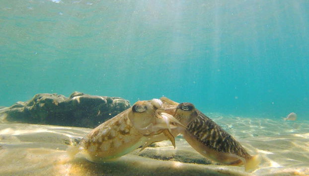 Admirez la faune marine