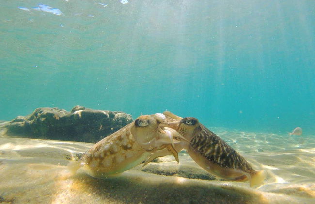 Snorkel em Agia Pelagia - Foto 2