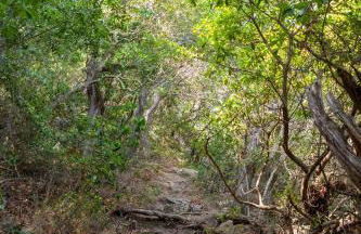 Absolument Levant - Foto 26