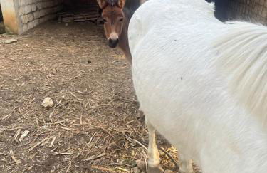 La Casa Del Nonno - Foto 24