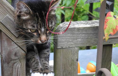 Ferienhof Olbasee - Foto 44