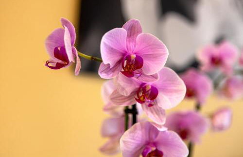 Camping Camplani - Foto 42