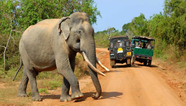 Parc National d'Udawalawe - Photo 2