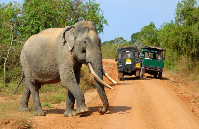 Parc National d'Udawalawe - Photo 2