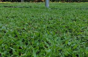 Casa dos Avós - Foto 13