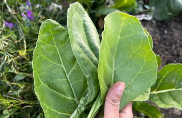 Qta Casa Seleiras - Guest House - Foto 75