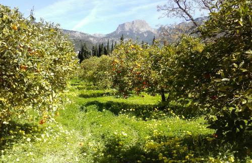 Finca Cas Sant - Foto 35