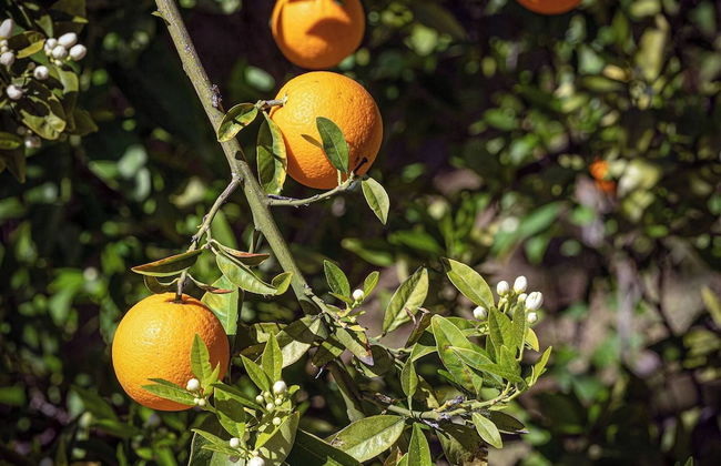 Villa Woodlands, Antalya - Foto 26