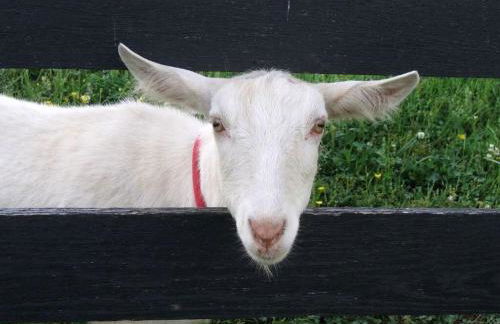 Historic Cabin near Luray Caverns Perfect for a Family Vacation in Virginia - Foto 28