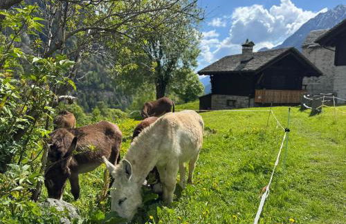 Chalet Il Pruno del Rosa - Foto 31