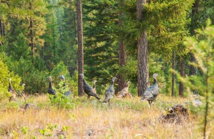 The Ranch Hand Cabin at The Hohnstead - Foto 55