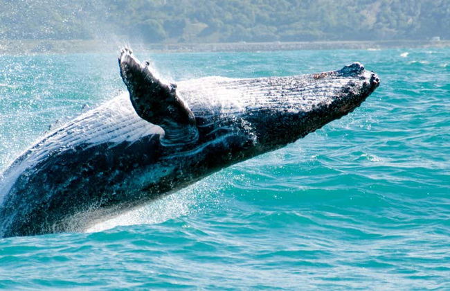 Avistamento de baleias em Samaná - Foto 1