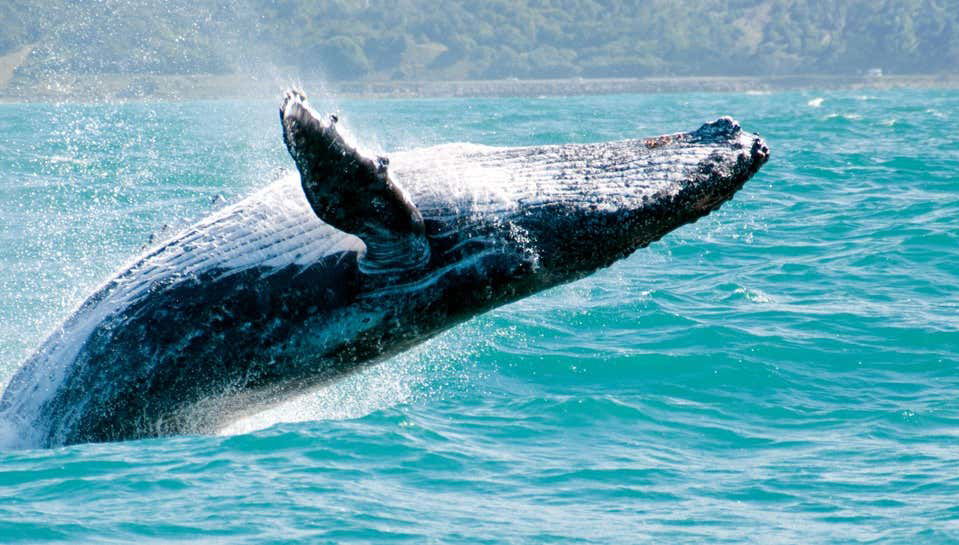 Avvistamento di balene a Samaná