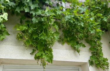 Pink Tropical Champagne - Foto 61