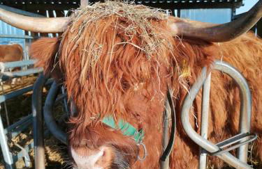 Haffblick im Reetdachhaus am Haff - Foto 13
