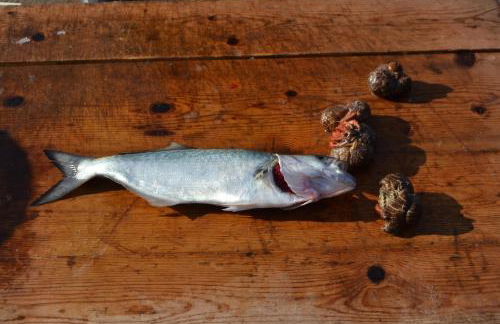 Na Chicca e na Nicchia - Foto 56