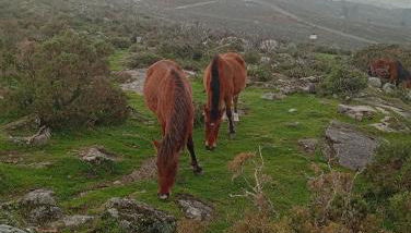 A Casa da Rianxeira - Foto 4