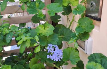 La Coccinella - Photo 18