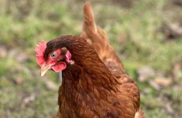 The Cow Shed - Foto 41