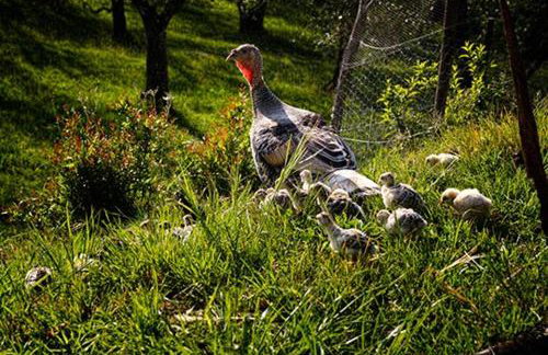 L'Agriturismo di Montalbino - Foto 24