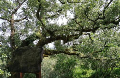 Refúgio Saloio- LugarTranquilo às Portas de Lisboa - Foto 33